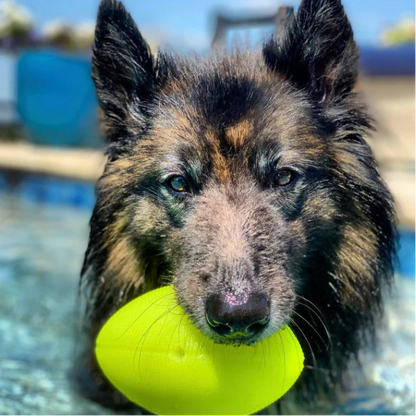 Dog with a yellow football in a pool