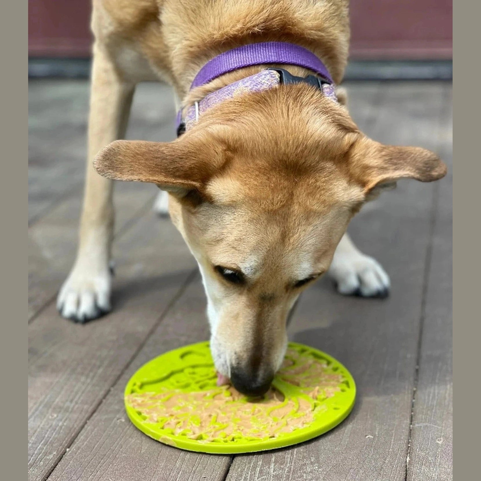 Tree Of Life Enrichment Lick Mat