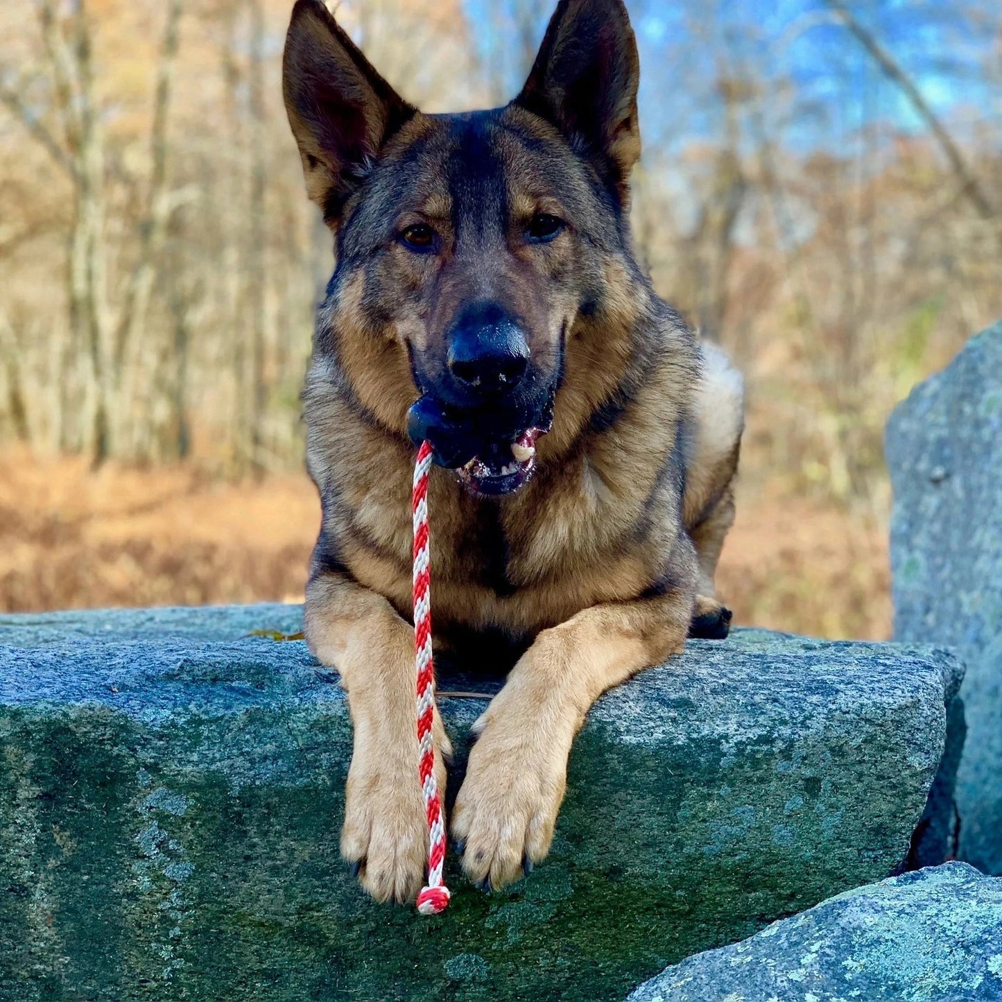 German Shepherd Playing with Black Skull Rubber Tug Toy Outdoors