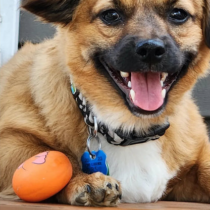Orange cartoon face latex dog toy next to brown and white dog