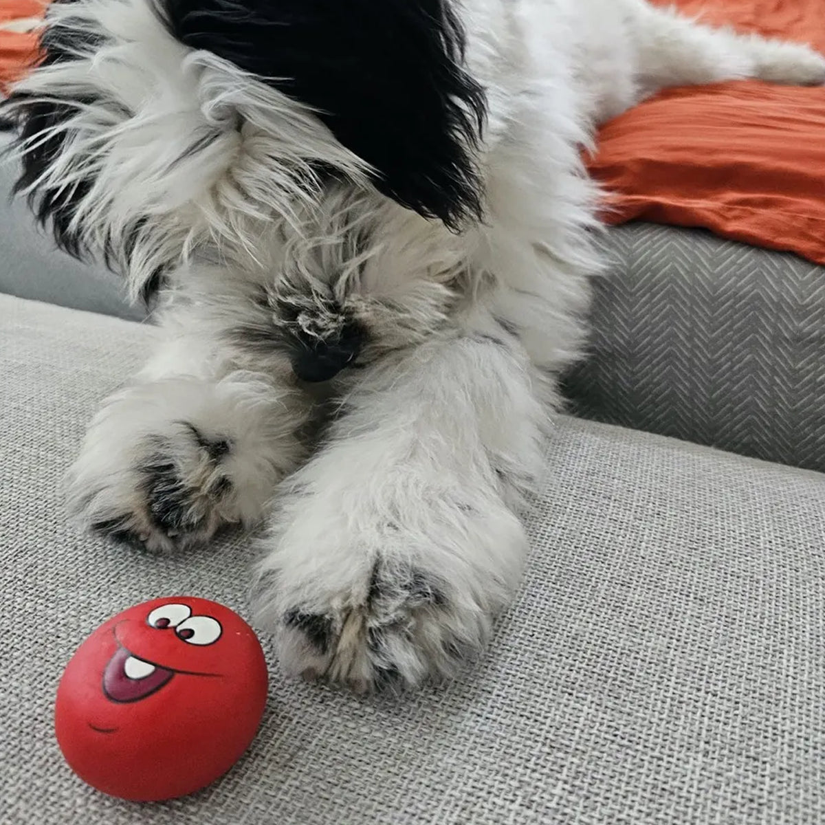 Red funny face latex dog toy near fluffy dog on gray couch