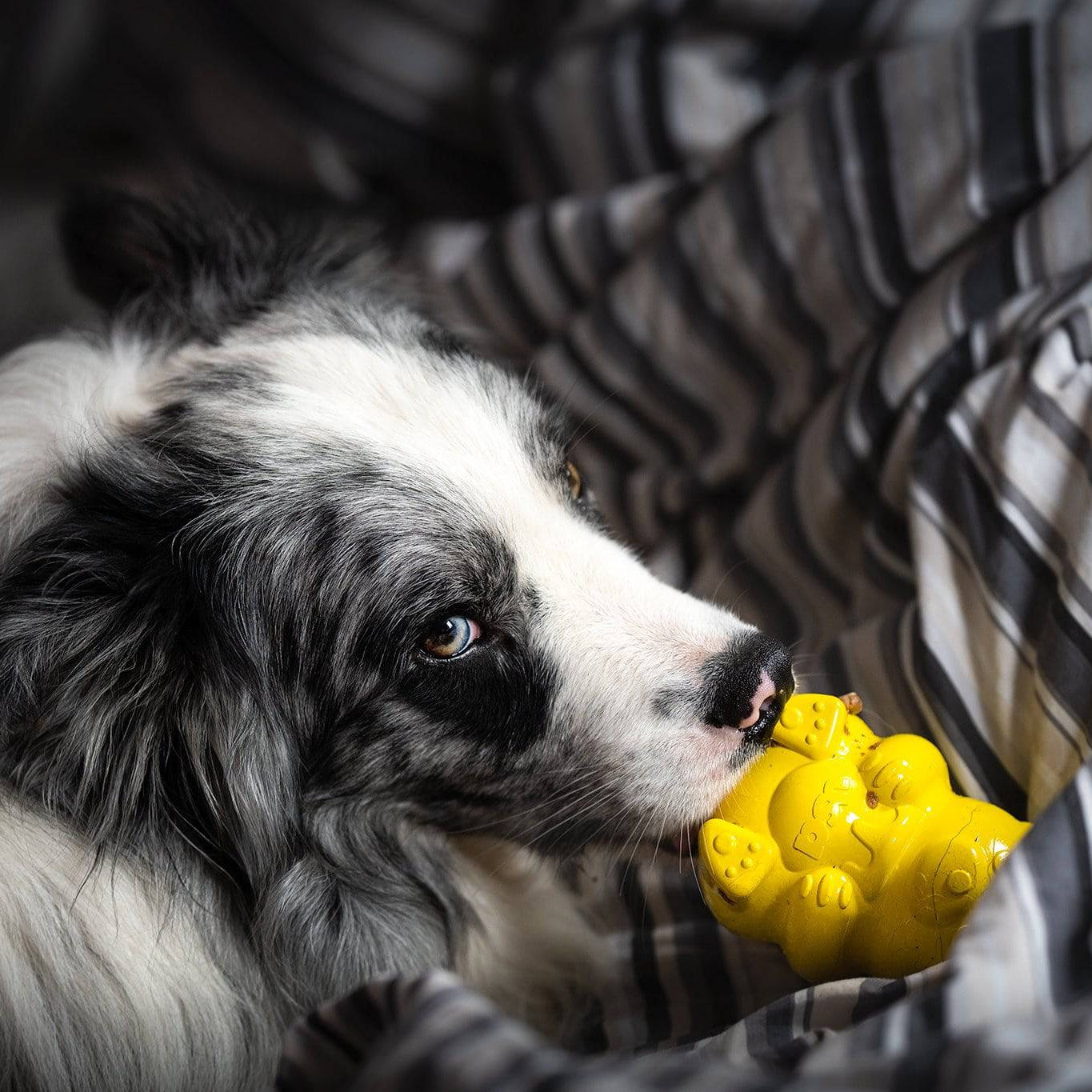 Merle dog gently chewing yellow honey bear rubber toy on striped bedding