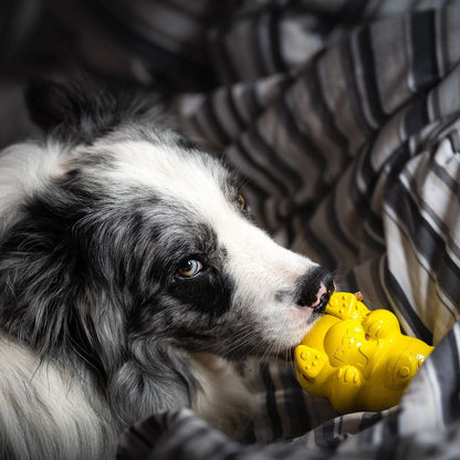 Merle dog gently chewing yellow honey bear rubber toy on striped bedding