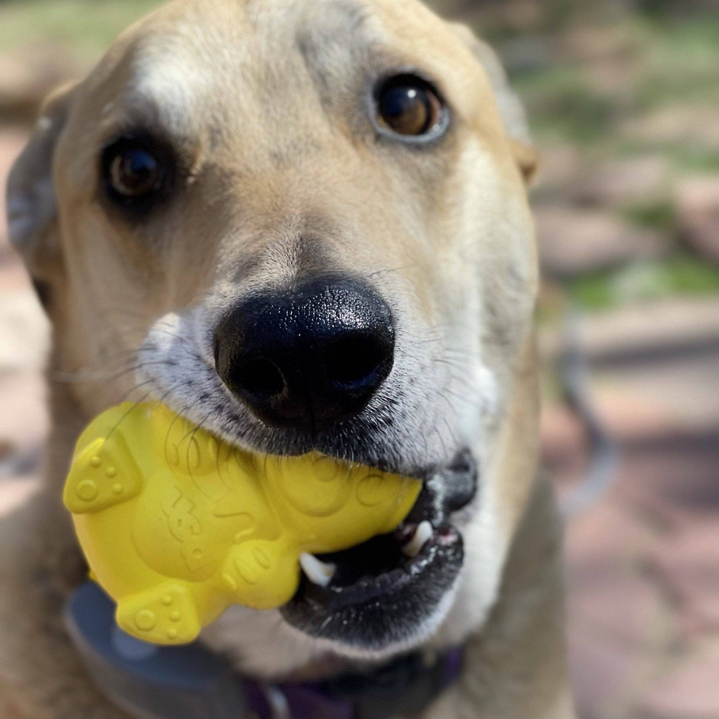 Light brown dog gripping yellow honey bear treat dispenser with visible teeth