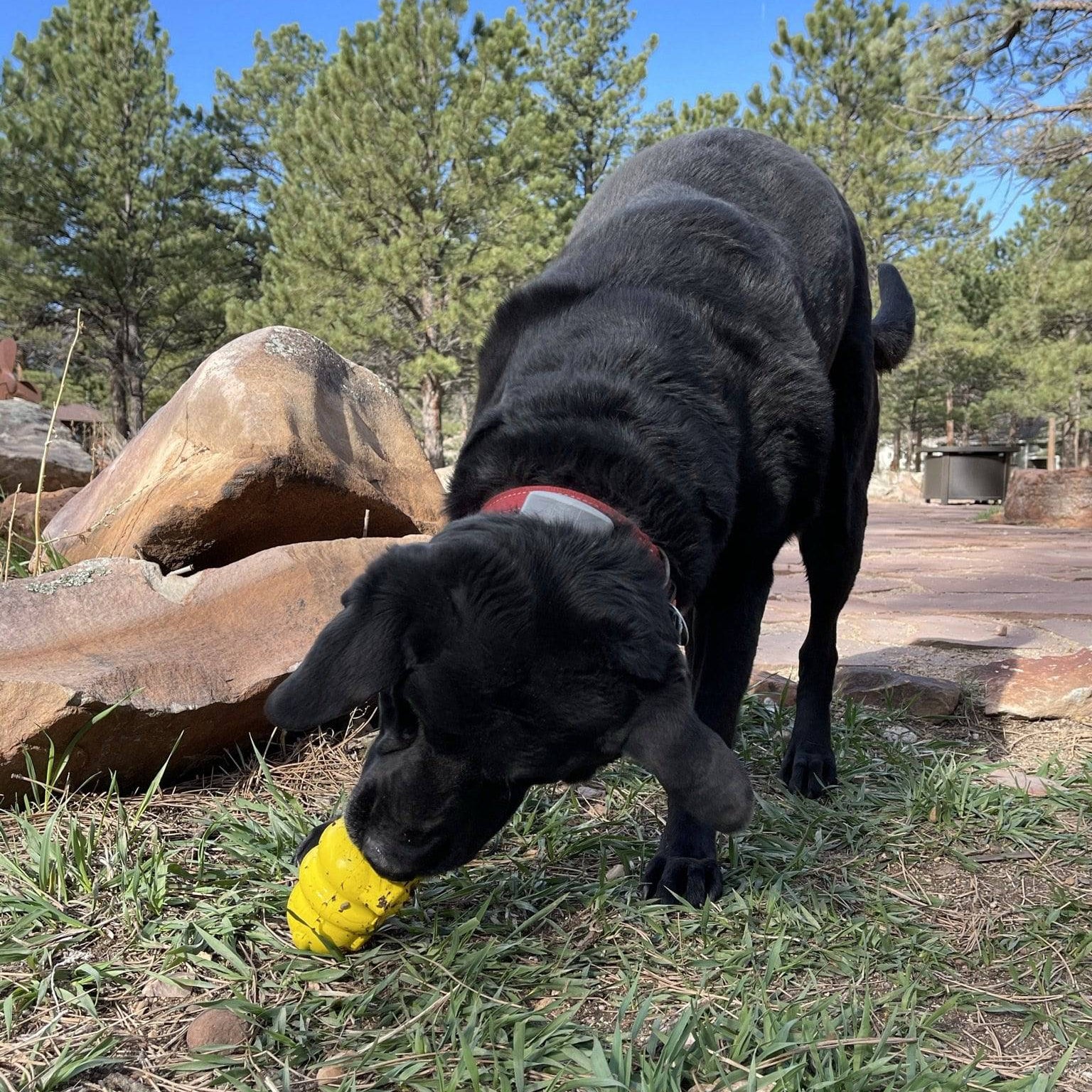 Black dog outdoors chewing textured yellow honey bear rubber dog toy